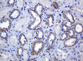 CDH1 / E Cadherin Antibody - IHC of paraffin-embedded Human Kidney tissue using anti-CDH1 mouse monoclonal antibody.