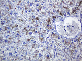 CDH1 / E Cadherin Antibody - IHC of paraffin-embedded Human liver tissue using anti-CDH1 mouse monoclonal antibody.