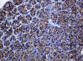 CDH1 / E Cadherin Antibody - IHC of paraffin-embedded Human pancreas tissue using anti-CDH1 mouse monoclonal antibody.