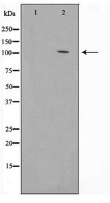 CDH1 / E Cadherin Antibody - Western blot of 293 cell lysate using E-cadherin Antibody