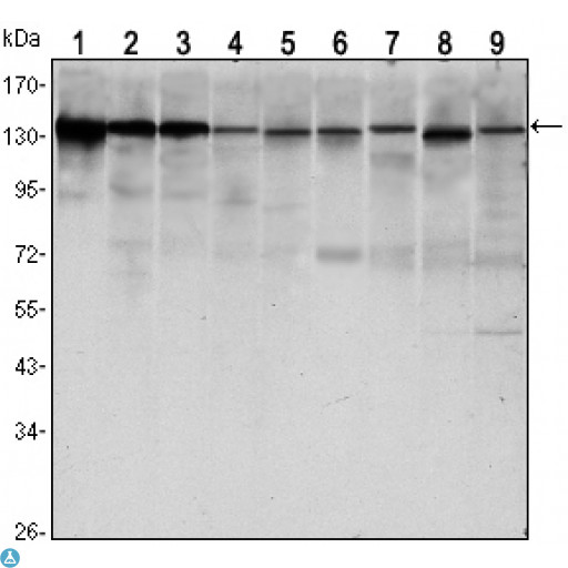 CDH1 / E Cadherin Antibody - Western Blot (WB) analysis using E-cadherin Monoclonal Antibody against LNCAP (1),A431 (2), DU145 (3), PC-3 (4), MCF-7 (5), PC-12 (6), NIH/3T3 (7), C6 (8) and COS7 (9) cell lysate.