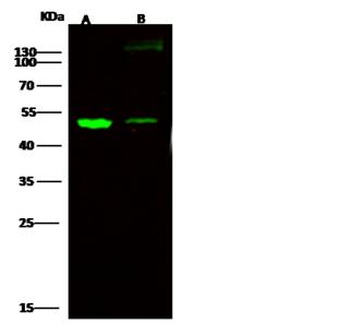 CDH1 / E Cadherin Antibody - Anti-CDH1 rabbit polyclonal antibody at 1:500 dilution. Lane A: MCF7 Whole Cell Lysate. Lane B: Caco-2 Whole Cell Lysate. Lysates/proteins at 30 ug per lane. Secondary: Goat Anti-Rabbit IgG H&L (Dylight 800) at 1/10000 dilution. Developed using the Odyssey technique. Performed under reducing conditions. Predicted band size: 55 kDa. Observed band size: 50 kDa.