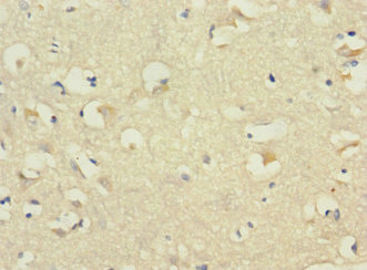 CDH10 / Cadherin 10 Antibody - Immunohistochemistry of paraffin-embedded human brain tissue at dilution 1:100