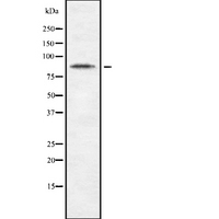 CDH10 / Cadherin 10 Antibody - Western blot analysis of CDH10 using Jurkat whole cells lysates