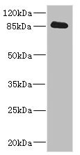 CDH10 / Cadherin 10 Antibody - Western blot All Lanes: CDH10 antibody IgG at 3.58ug/ml+ Rat heart tissue Secondary Goat polyclonal to rabbit IgG at 1/10000 dilution Predicted band size: 88 kDa Observed band size: 88 kDa