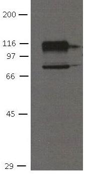 CDH11 / Cadherin 11 Antibody
