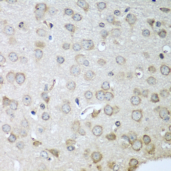 CDH11 / Cadherin 11 Antibody - Immunohistochemistry of paraffin-embedded mouse brain using CDH11 antibody at dilution of 1:100 (40x lens).
