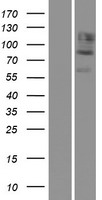 CDH12 / Cadherin 12 Protein - Western validation with an anti-DDK antibody * L: Control HEK293 lysate R: Over-expression lysate