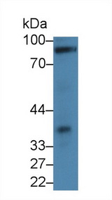 CDH13 / Cadherin 13 Antibody - Western Blot; Sample: Rat Heart lysate; Primary Ab: 2µg/ml Rabbit Anti-Mouse CDHH Antibody Second Ab: 0.2µg/mL HRP-Linked Caprine Anti-Rabbit IgG Polyclonal Antibody