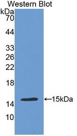 CDH13 / Cadherin 13 Antibody