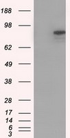 CDH13 / Cadherin 13 Antibody - HEK293T cells were transfected with the pCMV6-ENTRY control (Left lane) or pCMV6-ENTRY CDH13 (Right lane) cDNA for 48 hrs and lysed. Equivalent amounts of cell lysates (5 ug per lane) were separated by SDS-PAGE and immunoblotted with anti-CDH13.