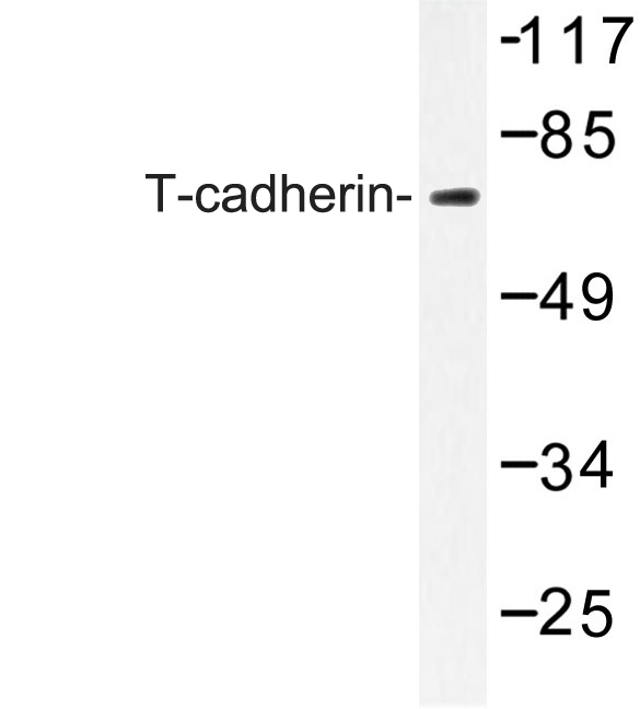 CDH13 / Cadherin 13 Antibody - Western blot of T-cadherin (M352) pAb in extracts from LOVO cells.