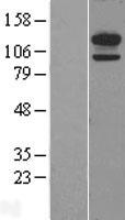 CDH13 / Cadherin 13 Protein - Western validation with an anti-DDK antibody * L: Control HEK293 lysate R: Over-expression lysate