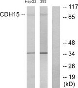 CDH15 / M Cadherin Antibody - Western blot analysis of lysates from HepG2 and 293 cells, using CDH15 Antibody. The lane on the right is blocked with the synthesized peptide.