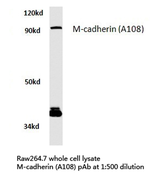 CDH15 / M Cadherin Antibody - Western blot of M-cadherin (A108) pAb in extracts from raw264.7 cells.