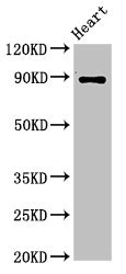 CDH15 / M Cadherin Antibody - Positive Western Blot detected in Rat heart tissue. All lanes: CDH15 antibody at 3.2 µg/ml Secondary Goat polyclonal to rabbit IgG at 1/50000 dilution. Predicted band size: 89 KDa. Observed band size: 89 KDa