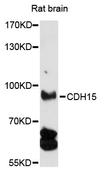 CDH15 / M Cadherin Antibody - Western blot analysis of extracts of rat brain, using CDH15 antibody at 1:1000 dilution. The secondary antibody used was an HRP Goat Anti-Rabbit IgG (H+L) at 1:10000 dilution. Lysates were loaded 25ug per lane and 3% nonfat dry milk in TBST was used for blocking. An ECL Kit was used for detection and the exposure time was 30s.