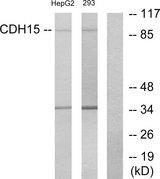 CDH15 / M Cadherin Antibody - Western blot analysis of extracts from HepG2 cells and 293 cells, using CDH15 antibody.