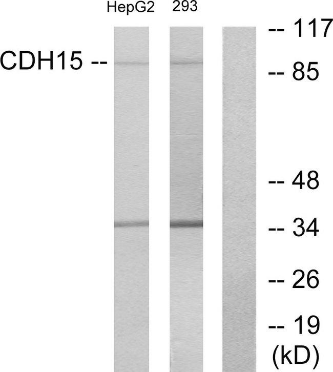 CDH15 / M Cadherin Antibody - Western blot analysis of extracts from HepG2 cells and 293 cells, using CDH15 antibody.