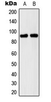 CDH15 / M Cadherin Antibody - Western blot analysis of M Cadherin expression in A673 (A); Raw264.7 (B) whole cell lysates.
