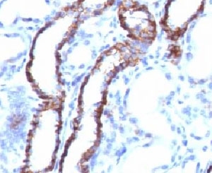 CDH16 / Cadherin 16 Antibody - Formalin-fixed, paraffin-embedded rat kidney stained with Cadherin 16 antibody (CDH16/1071).  This image was taken for the unmodified form of this product. Other forms have not been tested.