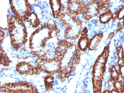 CDH16 / Cadherin 16 Antibody - Formalin-fixed, paraffin-embedded Mouse Kidney Stained with KSP-Cadherin Rabbit Recombinant Monoclonal Antibody (CDH16/1532R)