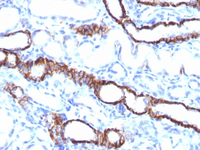 CDH16 / Cadherin 16 Antibody - Formalin-fixed, paraffin-embedded Rat Kidney stained with KSP-Cadherin Rabbit Recombinant Monoclonal Antibody (CDH16/1532R)