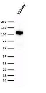CDH16 / Cadherin 16 Antibody - Western  Blot Analysis of human Kidney lysate using KSP-Cadherin Rabbit Recombinant Monoclonal Antibody (CDH16/1532R)