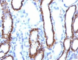 CDH16 / Cadherin 16 Antibody - IHC testing of FFPE rat kidney and Cadherin 16 antibody (clone KSCP2).  This image was taken for the unmodified form of this product. Other forms have not been tested.