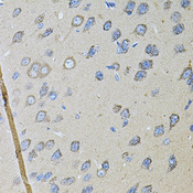 CDH16 / Cadherin 16 Antibody - Immunohistochemistry of paraffin-embedded rat brain tissue.