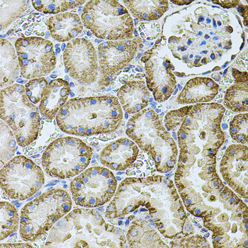 CDH16 / Cadherin 16 Antibody - Immunohistochemistry of paraffin-embedded rat kidney tissue.