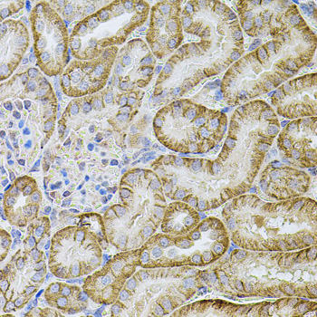 CDH16 / Cadherin 16 Antibody - Immunohistochemistry of paraffin-embedded mouse kidney tissue.