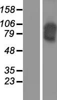 CDH16 / Cadherin 16 Protein - Western validation with an anti-DDK antibody * L: Control HEK293 lysate R: Over-expression lysate