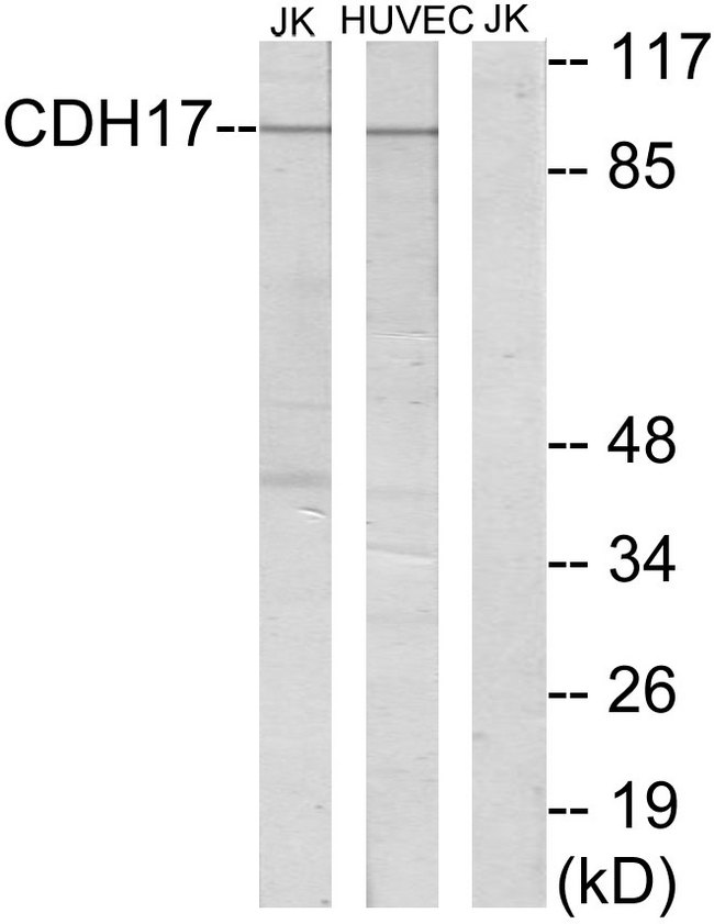 CDH17 / Cadherin 17 Antibody - Western blot analysis of lysates from Jurkat and HUVEC cells, using CDH17 Antibody. The lane on the right is blocked with the synthesized peptide.