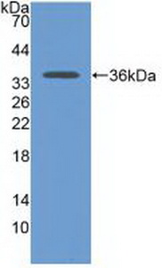 CDH17 / Cadherin 17 Antibody - Western Blot; Sample: Recombinant CDH17, Human.