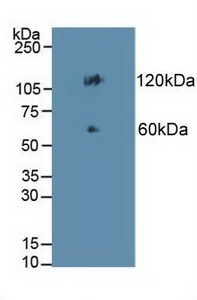 CDH17 / Cadherin 17 Antibody - Western Blot; Sample: Mouse Colon Tissue.