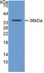 CDH17 / Cadherin 17 Antibody - Western Blot; Sample: Recombinant CDH17, Human.