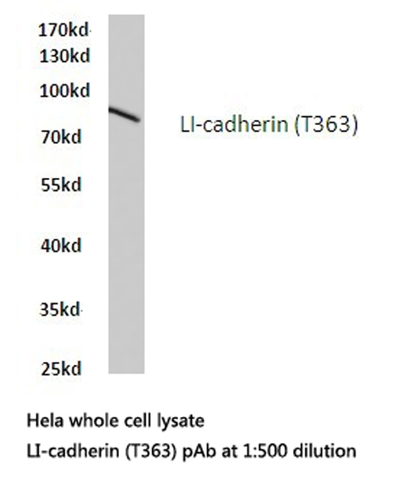 CDH17 / Cadherin 17 Antibody - Western blot of LI-cadherin (T363) pAb in extracts from HeLa cells.