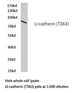 CDH17 / Cadherin 17 Antibody - Western blot of LI-cadherin (T363) pAb in extracts from HeLa cells.