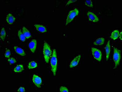 CDH18 / Ey-Cadherin Antibody - Immunofluorescent analysis of A549 cells at a dilution of 1:100 and Alexa Fluor 488-congugated AffiniPure Goat Anti-Rabbit IgG(H+L)