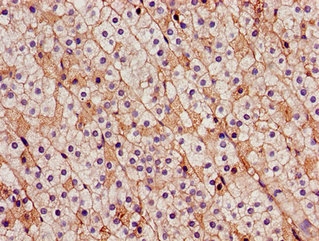 CDH18 / Ey-Cadherin Antibody - Immunohistochemistry image of paraffin-embedded human adrenal gland tissue at a dilution of 1:100