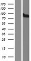 CDH18 / Ey-Cadherin Protein - Western validation with an anti-DDK antibody * L: Control HEK293 lysate R: Over-expression lysate