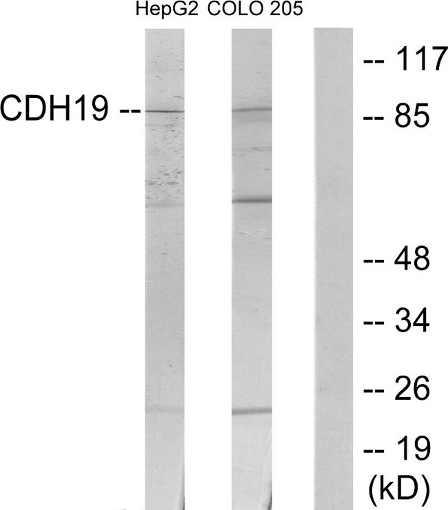 CDH19 / Cadherin 19 Antibody - Western blot analysis of lysates from HepG2 and COLO205 cells, using CDH19 Antibody. The lane on the right is blocked with the synthesized peptide.