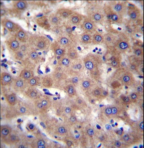 CDH19 / Cadherin 19 Antibody - CDH19 Antibody immunohistochemistry of formalin-fixed and paraffin-embedded human liver tissue followed by peroxidase-conjugated secondary antibody and DAB staining.