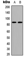 CDH19 / Cadherin 19 Antibody - Western blot analysis of Cadherin 19 expression in COLO205 (A); NIH3T3 (B) whole cell lysates.