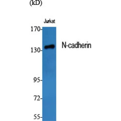 CDH2 / N Cadherin Antibody - Western blot of N-cadherin antibody