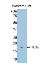 CDH2 / N Cadherin Antibody - Western blot of recombinant CDH2 / N Cadherin.  This image was taken for the unconjugated form of this product. Other forms have not been tested.