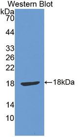 CDH2 / N Cadherin Antibody - Western Blot; Sample: Recombinant protein.