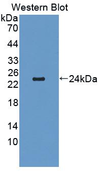 CDH2 / N Cadherin Antibody - Western Blot; Sample: Recombinant CDH2, Mouse.