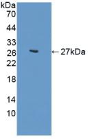 CDH2 / N Cadherin Antibody - Western Blot; Sample: Recombinant CDH2, Human.
